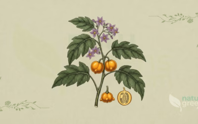 Solanum mammosum (Nipplefruit): Complete Botanical Profile