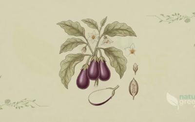 Solanum melongena (Eggplant): Complete Botanical Profile