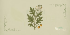 Jurubeba (Solanum paniculatum): ilustração botânica do arbusto espinhoso com folhas recortadas e cacho de frutos amarelados maduros.