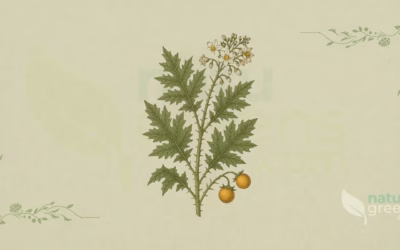 Jurubeba (Solanum paniculatum): Properties and Benefits