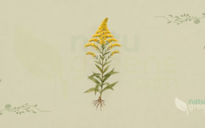 Goldenrod (Solidago virgaurea): Properties and Benefits