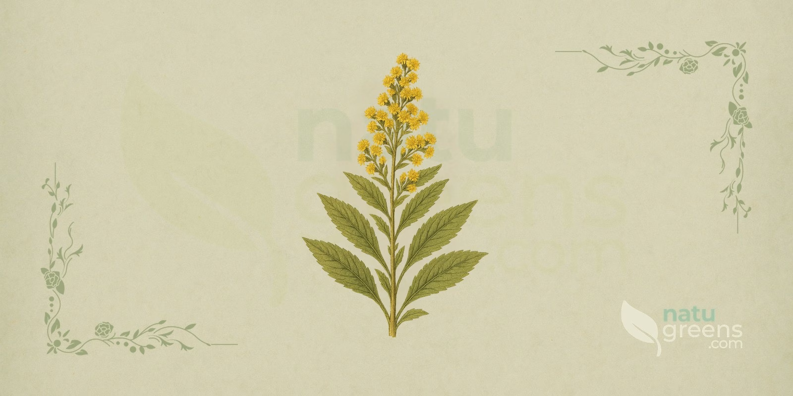 Goldenrod (Solidago virgaurea): botanical illustration of the lance-shaped leaves and yellow flower panicles typical of goldenrod.