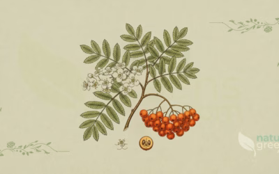 Rowan (Sorbus aucuparia): Properties and Benefits