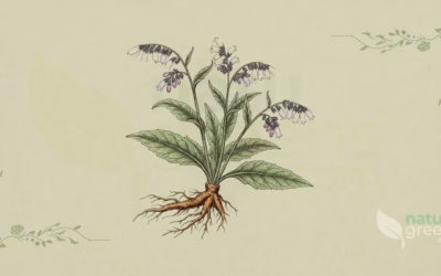 Comfrey (Symphytum officinale): Properties and Benefits