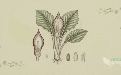 Chou Puant (Symplocarpus foetidus): Propriétés et Bienfaits