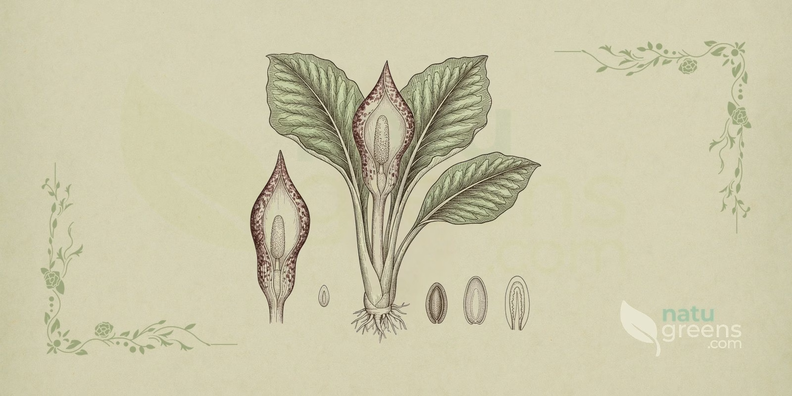 Chou puant (Symplocarpus foetidus) en illustration botanique mettant en valeur la spathe en forme de capuchon, aux tons brun pourpré et vert jaunâtre, qui enveloppe le spadice du chou puant.
