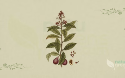 Clove (Syzygium aromaticum): Properties and Benefits