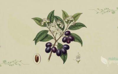 Jamun (Syzygium cumini): Properties and Benefits