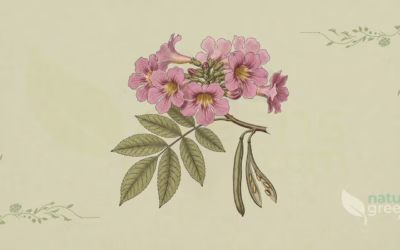 Pau D’Arco (Tabebuia impetiginosa): Benefits and Uses