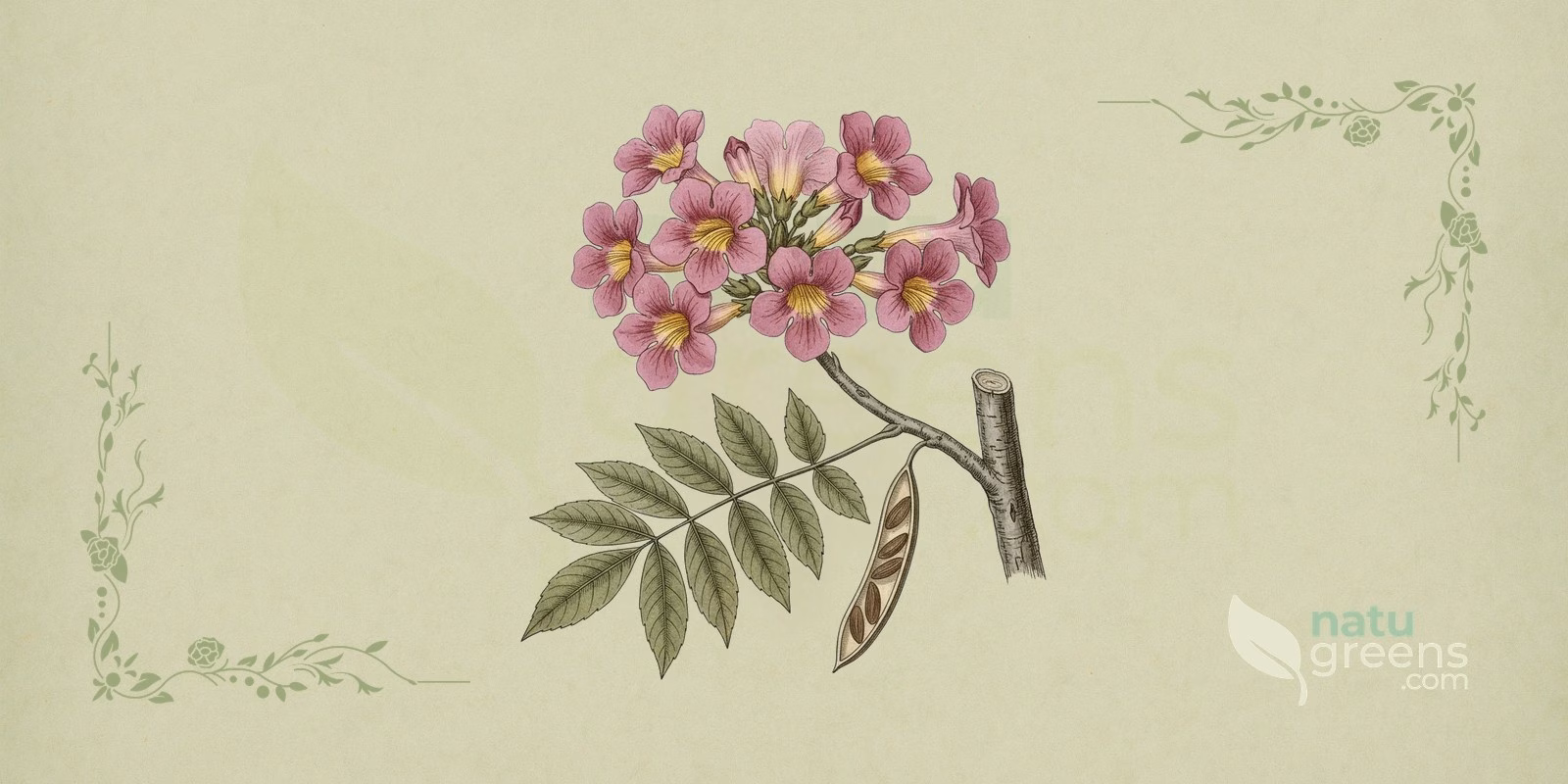 Pau D'Arco (Tabebuia impetiginosa): flowering tree with purple trumpet-shaped blossoms, leafless branches, and dark bark typical of pau d'arco.