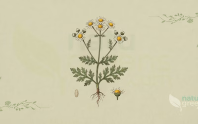 Feverfew (Tanacetum parthenium): Properties and Benefits