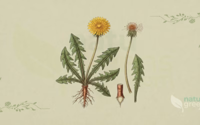 Dandelion (Taraxacum officinale): Properties and Benefits