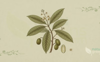 Arjuna (Terminalia arjuna): Properties and Benefits