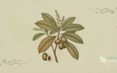 Beleric (Terminalia bellirica): Properties and Benefits