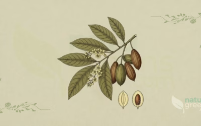 Haritaki (Terminalia chebula): Properties and Benefits