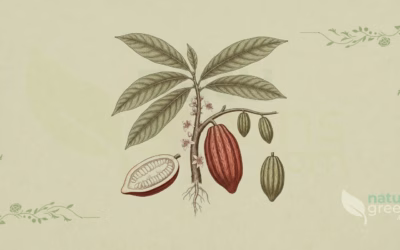 Cocoa (Theobroma cacao): Properties and Benefits