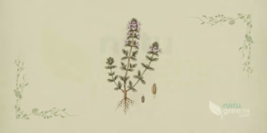 Tomilho (Thymus vulgaris), subarbusto de folhas pequenas e aromáticas com flores lilases em espigas, ilustração botânica destacando o porte baixo e os caules lenhosos característicos do tomilho.