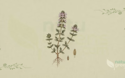 Thyme (Thymus vulgaris): Properties and Benefits