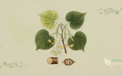 Tilia americana (American Basswood): Complete Botanical Profile