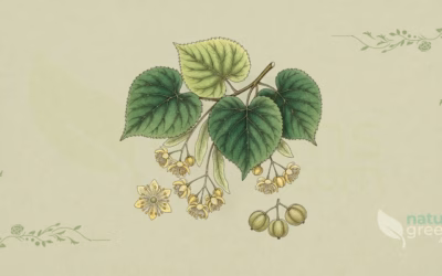Littleleaf Linden (Tilia cordata): Properties and Benefits