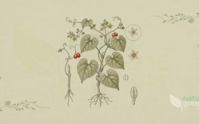 Guduchi (Tinospora cordifolia): Properties and Benefits