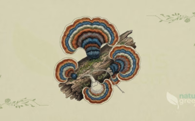 Turkey Tail (Trametes versicolor): Properties and Benefits