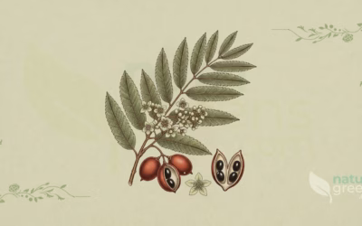 Catuaba (Trichilia catigua): Properties and Benefits