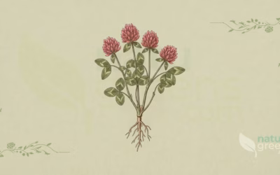 Trifolium pratense (Red Clover): Complete Botanical Profile
