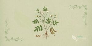 Fenugreek (Trigonella foenum-graecum)