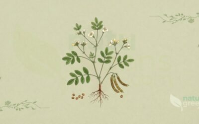 Feno-Grego (Trigonella foenum-graecum): Propriedades e Benefícios