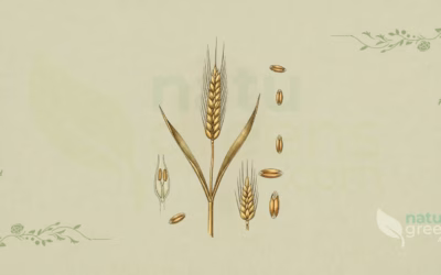 Common Wheat (Triticum aestivum): Properties and Benefits
