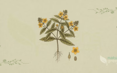 Damiana (Turnera diffusa): Properties and Benefits