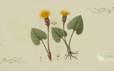 Coltsfoot (Tussilago farfara): Properties and Benefits
