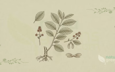 Field Elm (Ulmus minor): Properties and Benefits