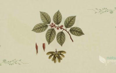 Slippery Elm (Ulmus rubra): Properties and Benefits