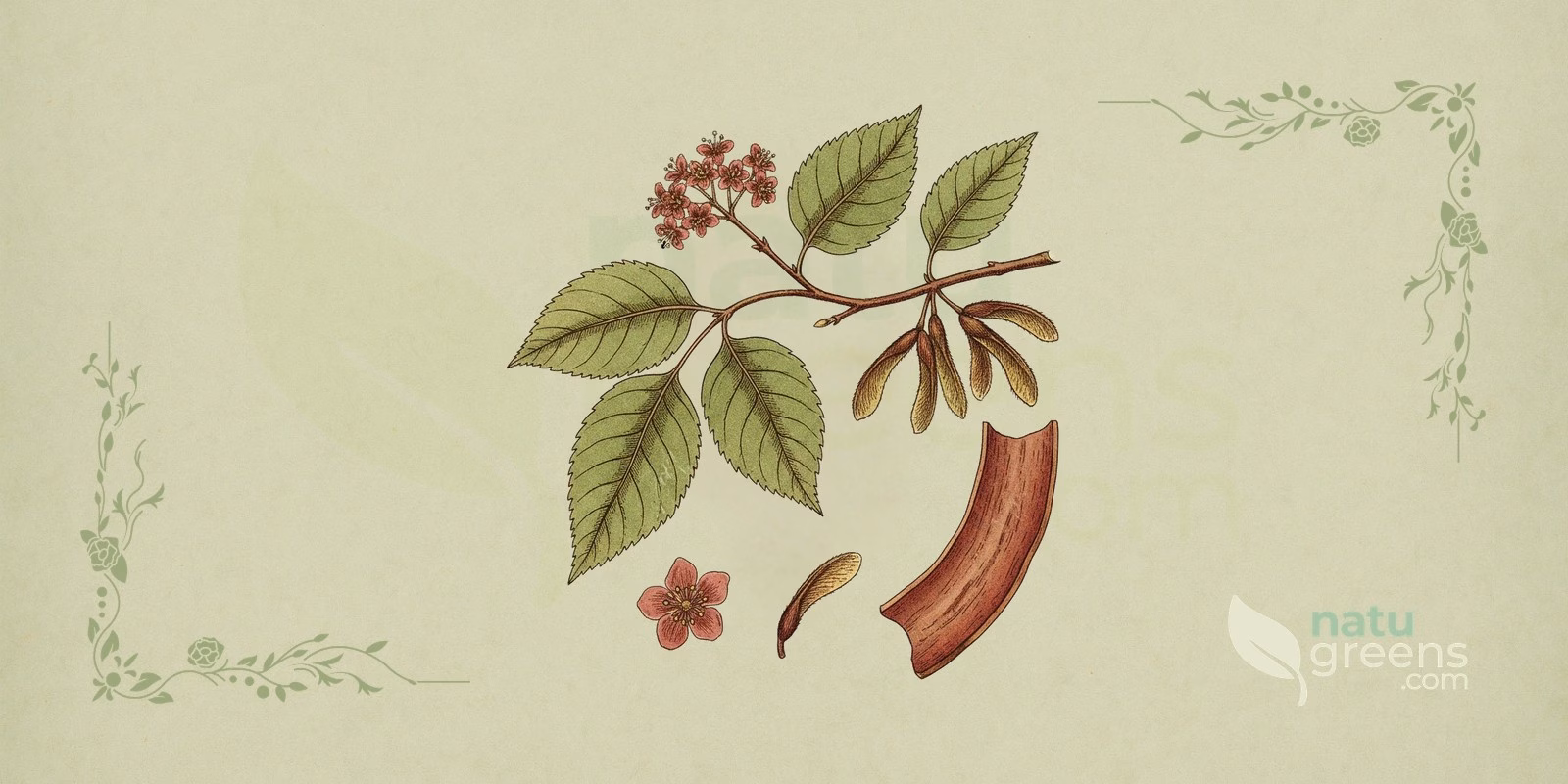 Slippery Elm (Ulmus rubra): botanical illustration showing a branch with serrated leaves, grayish bark, and samaras, characteristic features of slippery elm.