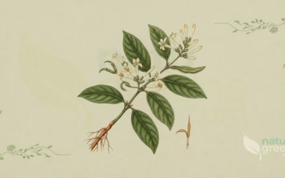 Cat’s Claw (Uncaria tomentosa): Properties and Benefits
