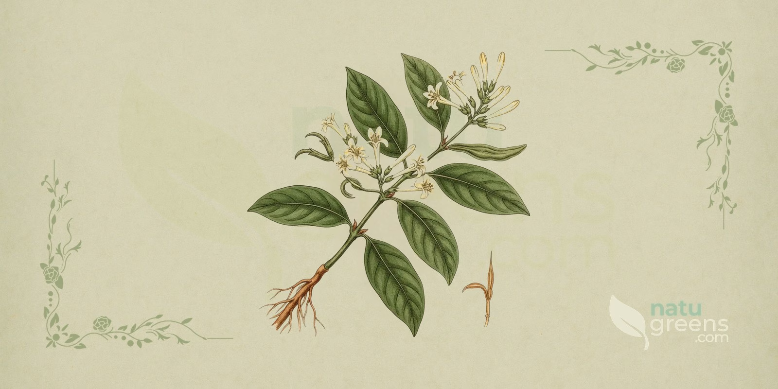 Cat's Claw (Uncaria tomentosa) botanical illustration showing the climbing stem with hook-shaped tendrils and foliage typical of cat's claw.