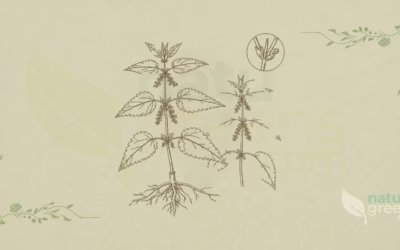 Stinging Nettle (Urtica dioica): Properties and Benefits