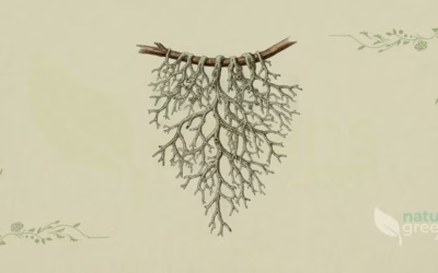 Old Man’s Beard (Usnea barbata): Properties and Benefits
