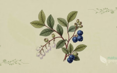 Blueberry (Vaccinium corymbosum): Properties and Benefits
