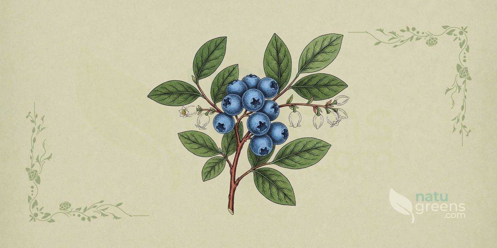 Vaccinium corymbosum (Amerikanskt blåbär): botanisk illustration av busken med ovala blad, klockformade blommor och klasar av mörkblå bär täckta av vitaktigt vaxlager.