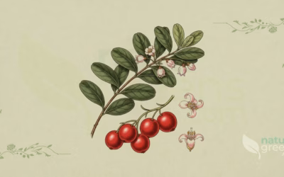 Vaccinium macrocarpon (Cranberry): Complete Botanical Profile
