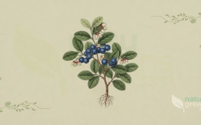 Bilberry (Vaccinium myrtillus): Properties and Benefits