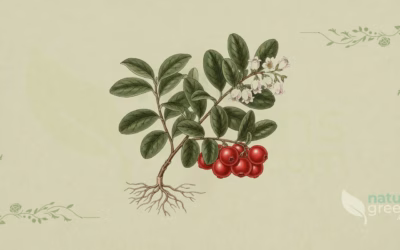 Vaccinium vitis-idaea (Tyttebær): egenskaber og fordele