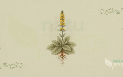 Mullein (Verbascum thapsus): Properties and Benefits