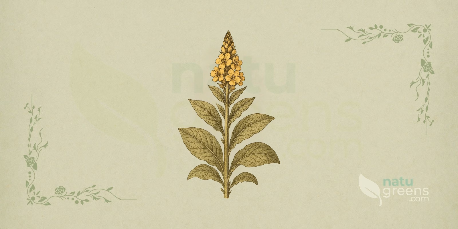 Mullein (Verbascum thapsus) with a tall stem covered in yellow flowers and velvety leaves, botanical illustration of mullein.