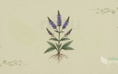 Verbena hastata (Spyd-jernurt): egenskaber og fordele