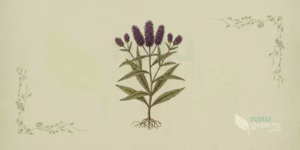 Erva-de-Ferro (Vernonia fasciculata) em ilustração botânica, com caule ereto, folhas alongadas e capítulos roxo-magenta agrupados em corimbo denso, aspecto típico da erva-de-ferro das pradarias norte-americanas.