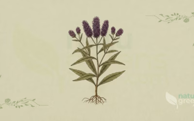 Ironweed (Vernonia fasciculata): Properties and Benefits